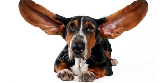 Причины запаха из ушей у собак